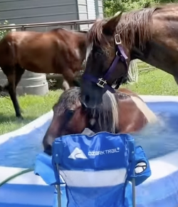 Thursday Video: Taking a Dip