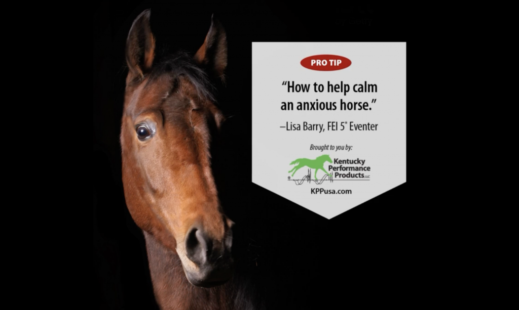 Pro Tip How To Help Calm an Anxious Horse, by Kentucky Performance