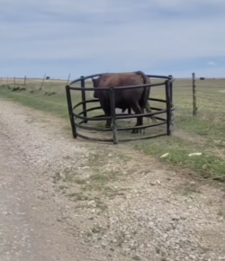 ‘Oh Crap’ Monday: Feeling a Bit Trapped…