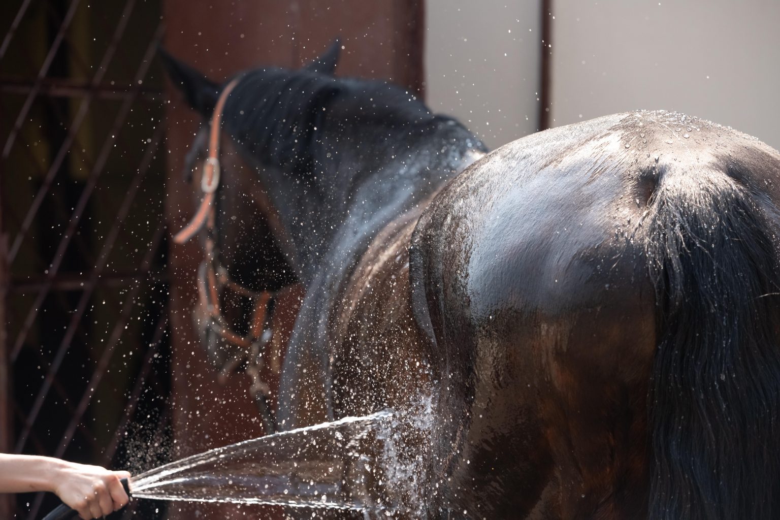 Recognizing Heat Stroke in Horses, Presented by Kentucky Performance