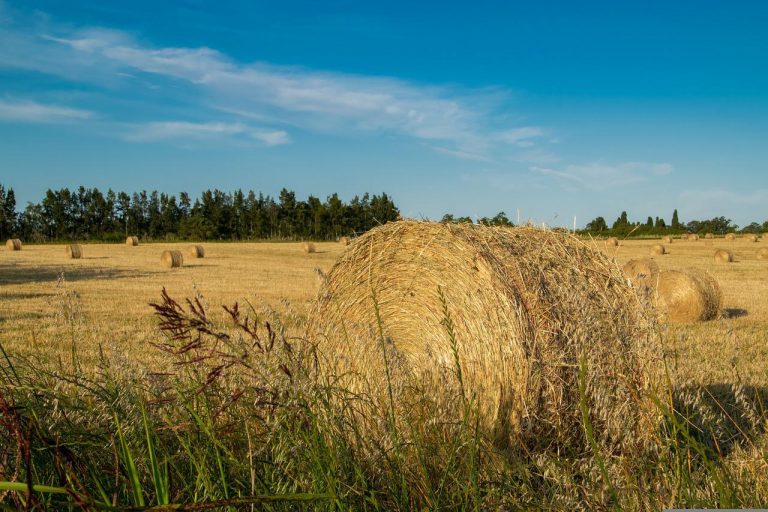 Mythbuster Monday Feeding Alfalfa Causes Kidney Damage HORSE NATION