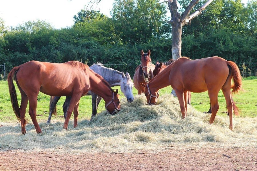 Mythbuster Monday Beet Pulp is More Effective for Weight Gain Than Alfalfa HORSE NATION