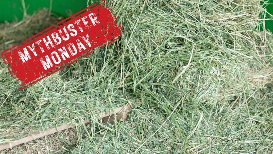 Mythbuster Monday Beet Pulp is More Effective for Weight Gain Than Alfalfa HORSE NATION