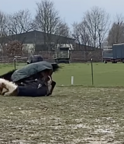 ‘Oh Crap’ Monday: Horses Gonna Horse