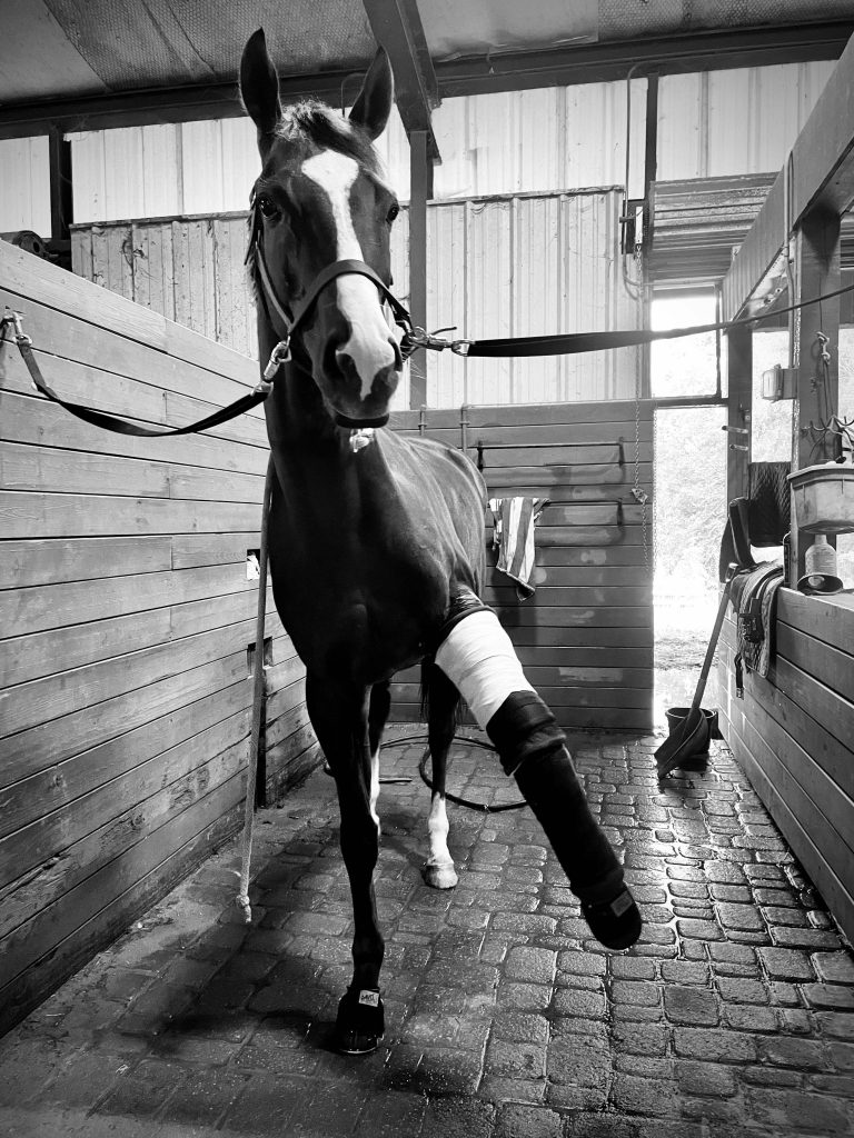 Thoroughbred Logic, Presented by OTTB United Horses That Inspire