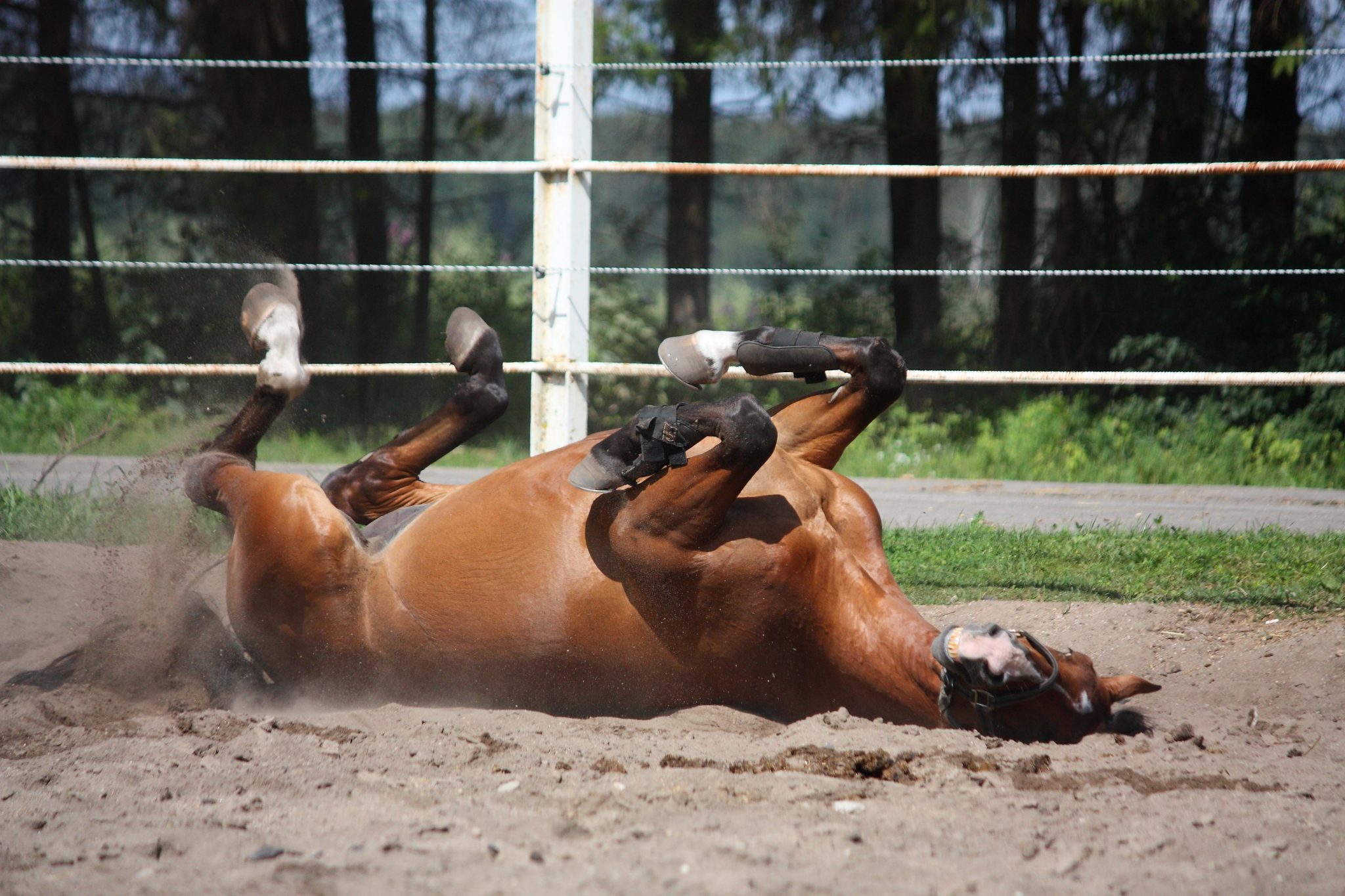 Gas Colic, Presented by Kentucky Performance Products HORSE NATION