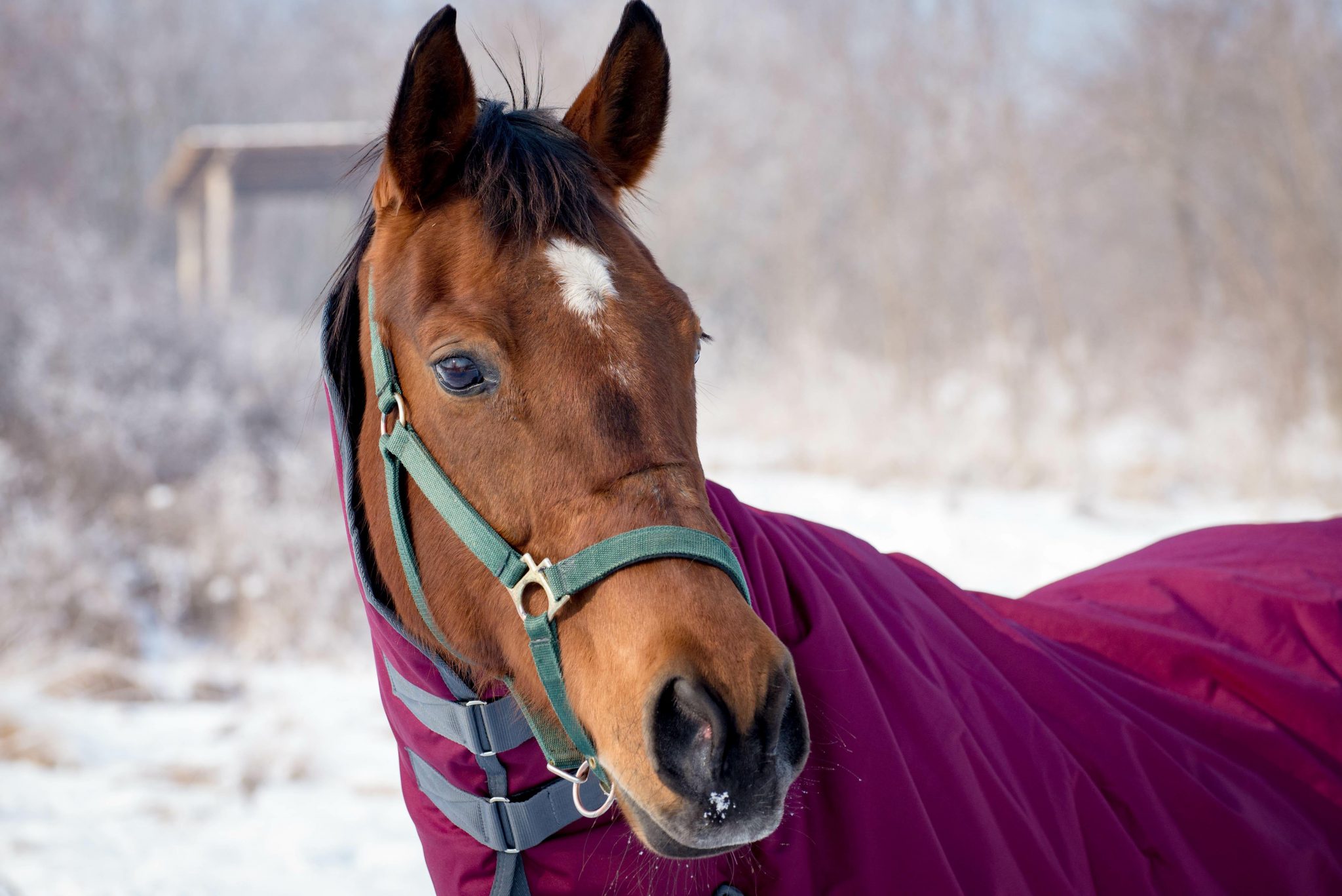 Help Your Horse Stay Warm in the Winter, Presented by Kentucky
