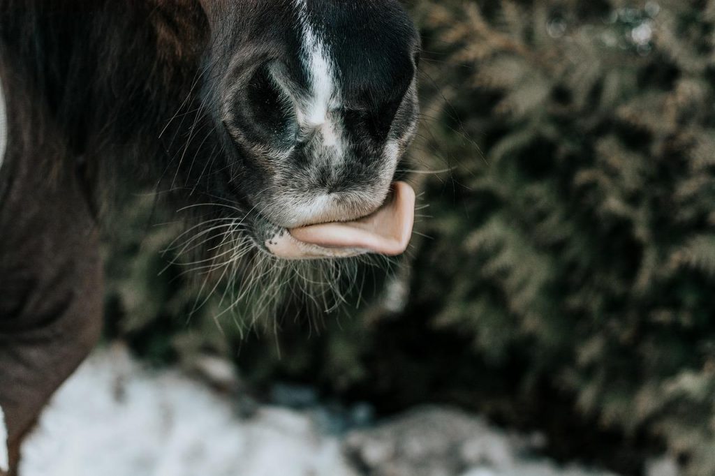 Mythbuster Monday When Horses Lick and Chew They’re Digesting What
