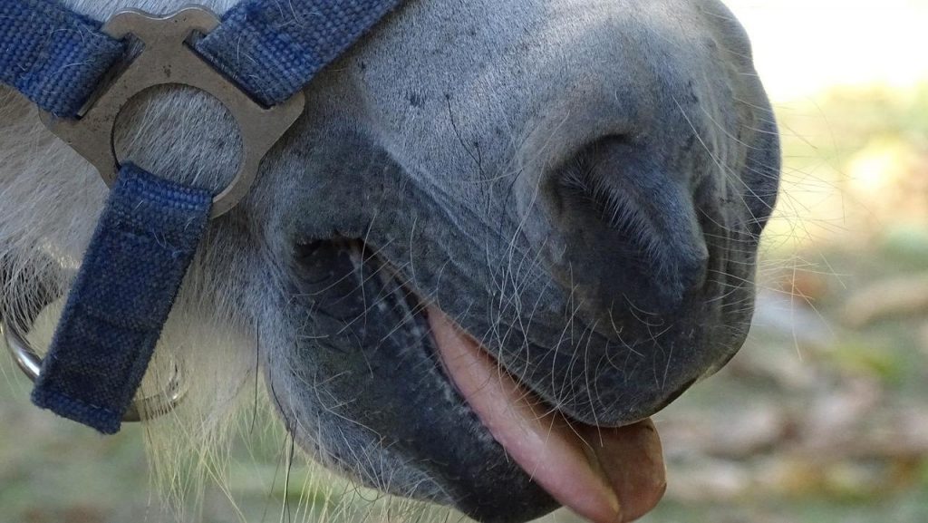 Mythbuster Monday When Horses Lick and Chew They’re Digesting What