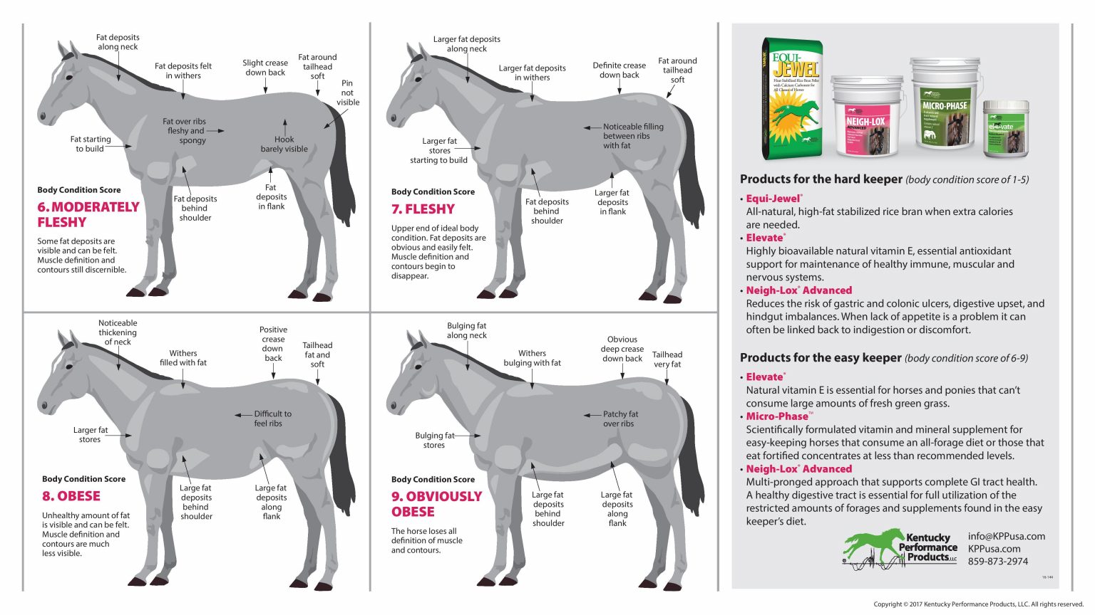 The Ideal Body Condition Score for Your Horse, Presented by Kentucky