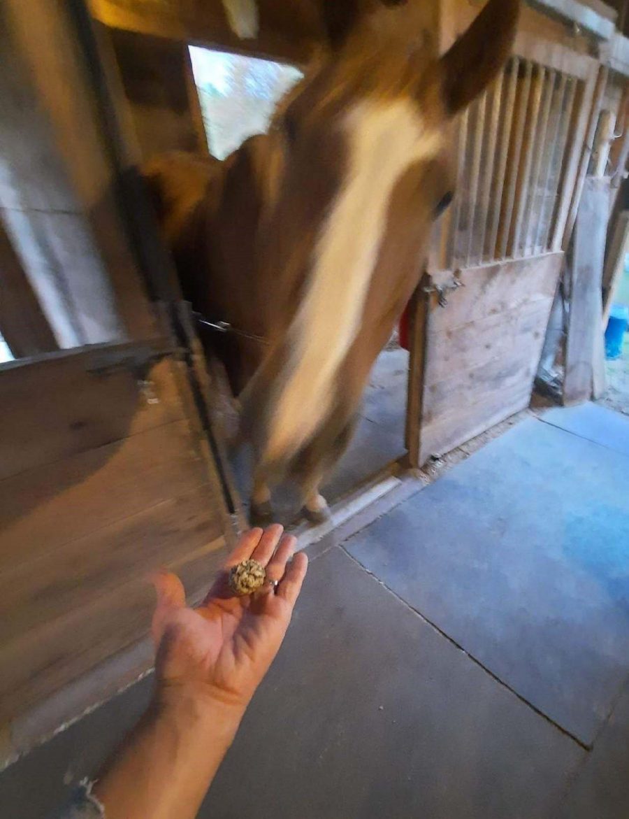 SmartPak Monday Morning Feed DIY NoBake Maple Banana Oat Horse Treats