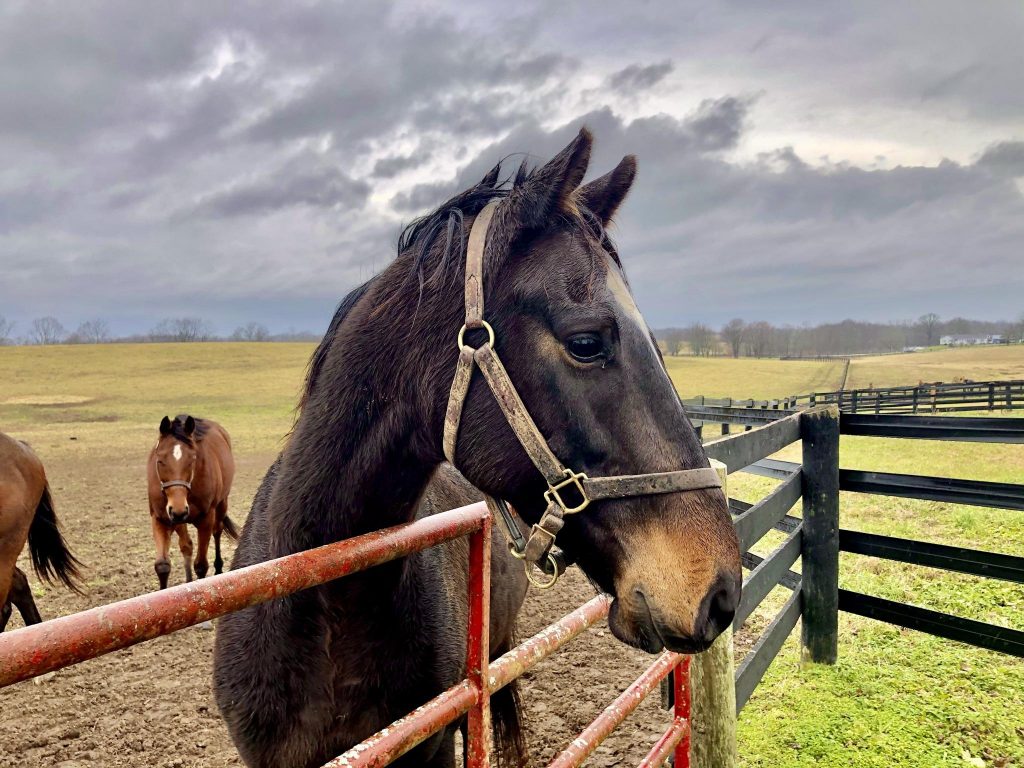 Thoroughbred Logic The Slow Down HORSE NATION