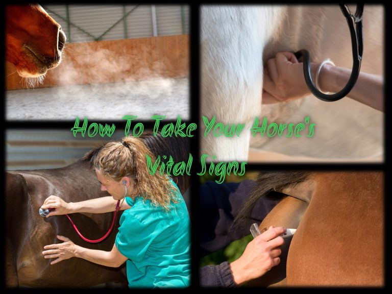 Weekend Wellness How To Check Your Horse’s Vital Signs HORSE NATION