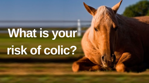 Kentucky Performance Products Presents Weekend Wellness: What Is Your Horse’s Colic Risk?