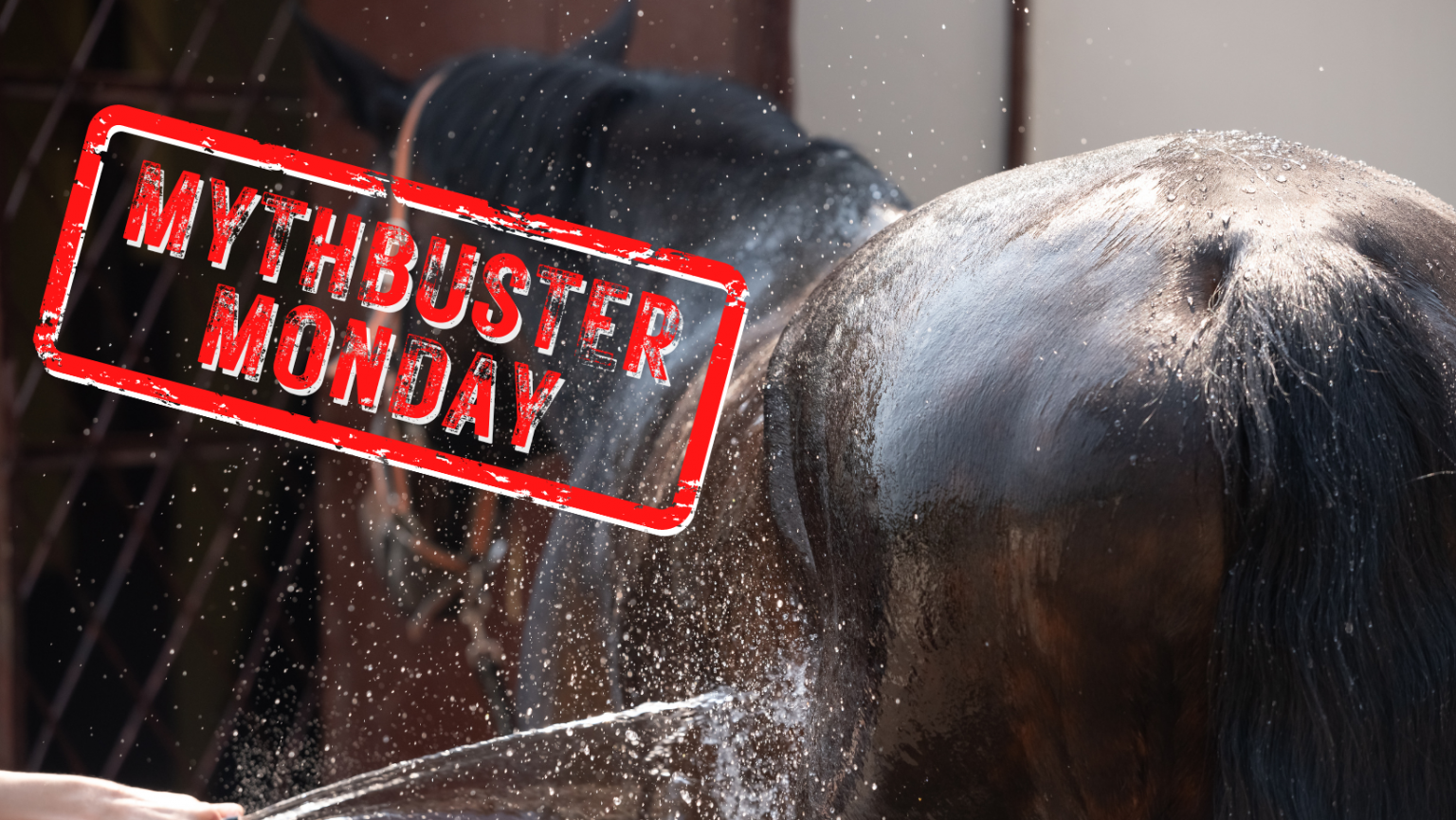 Mythbuster Monday Hosing Your Horse in Hot Weather Causes Overheating