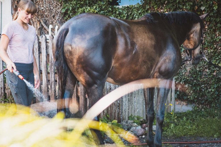 Mythbuster Monday Hosing Your Horse in Hot Weather Causes Overheating