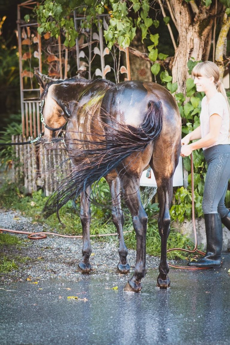 Mythbuster Monday Hosing Your Horse in Hot Weather Causes Overheating