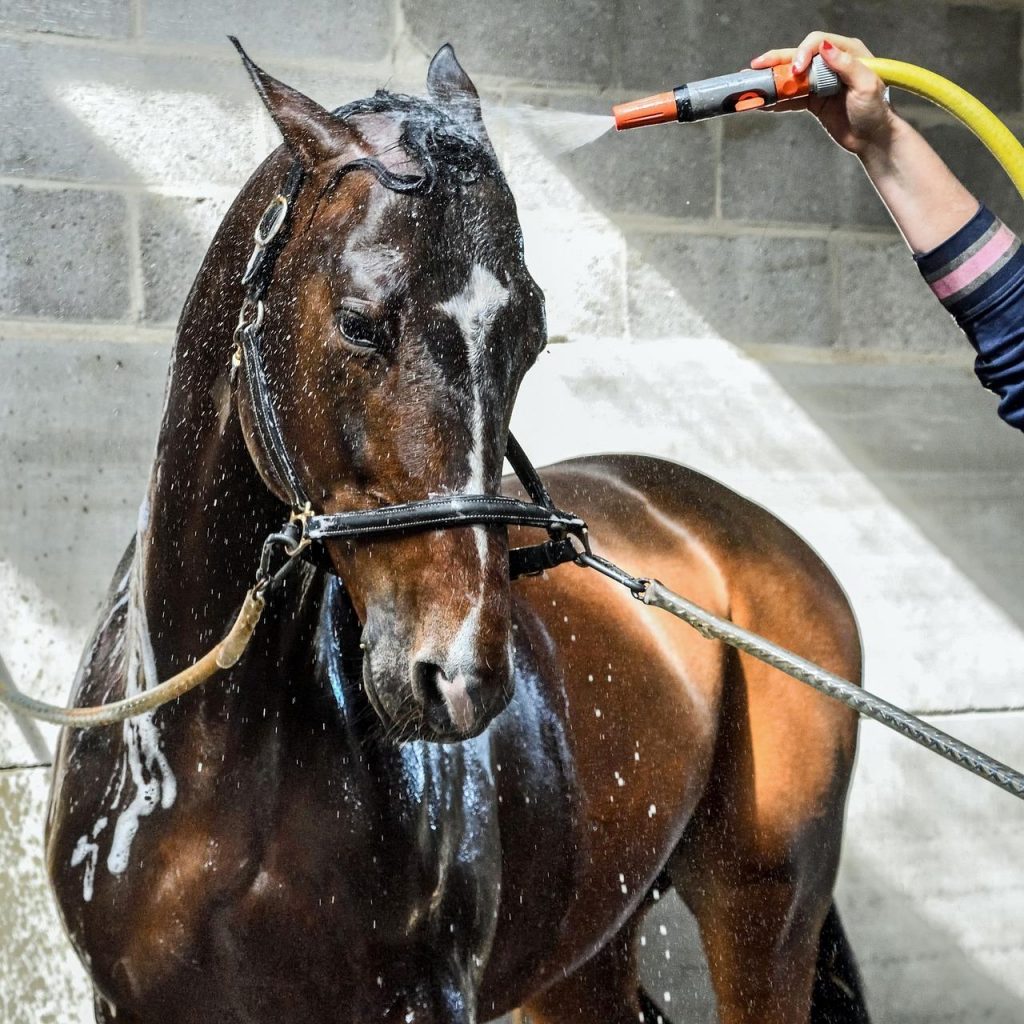 Mythbuster Monday Hosing Your Horse in Hot Weather Causes Overheating