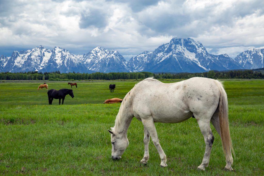 Weekend Wellness 5 Benefits of Rotational Grazing for Horses HORSE