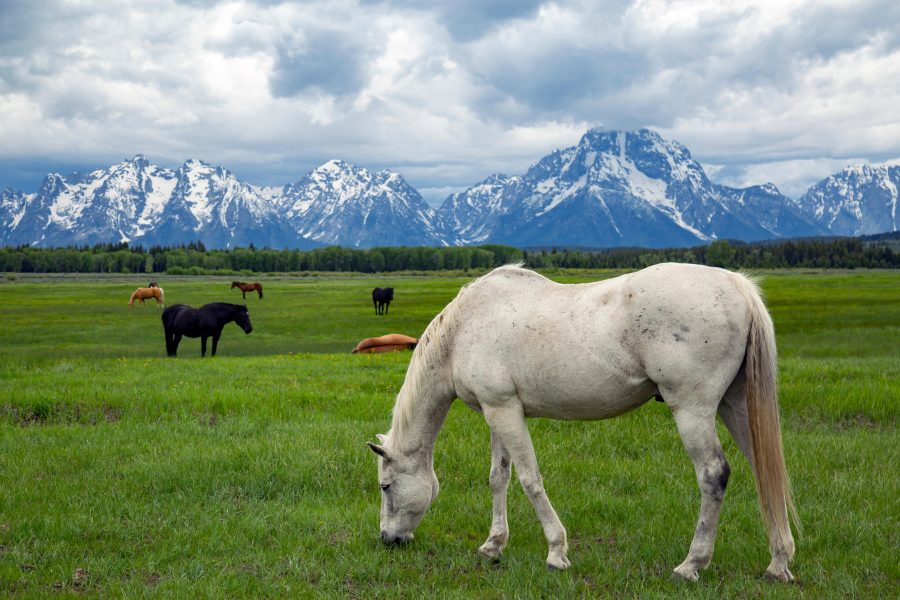 Curated visual reference: Weekend Wellness 5 Benefits Of Rotational Grazing For Horses Photo Inspiration
