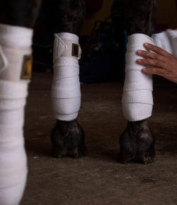 Thursday Video: Polo Wrapping Tips