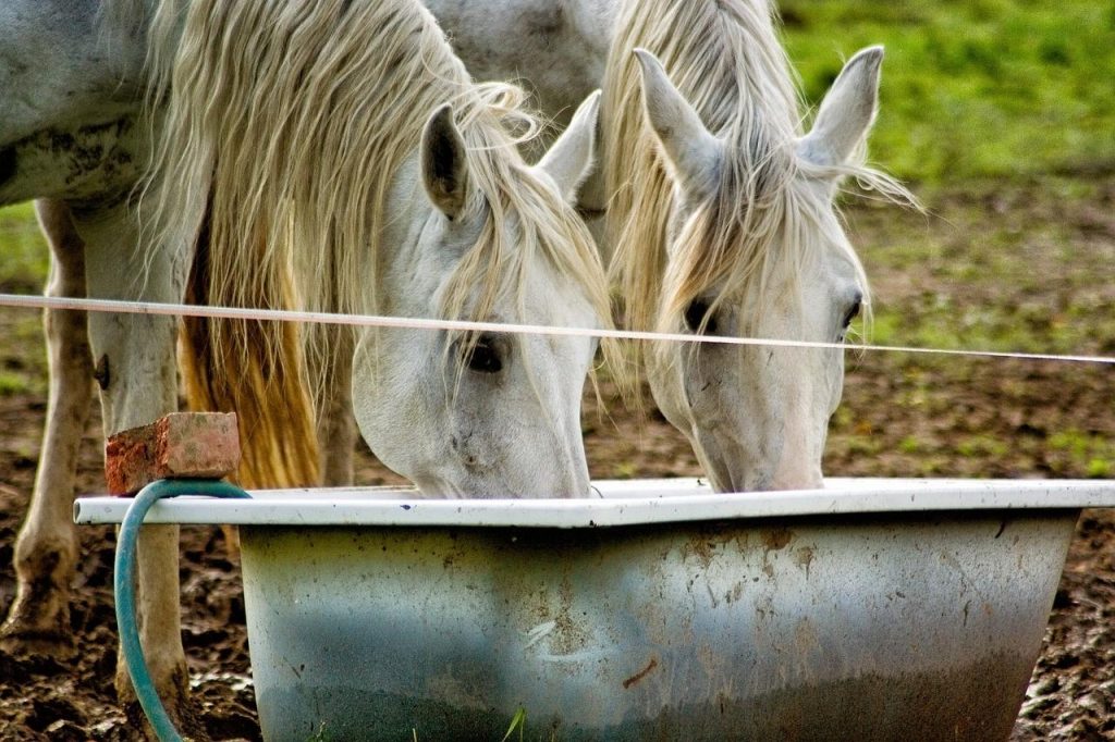 Mythbuster Monday Hot Horses Shouldn’t Drink Cold Water HORSE NATION