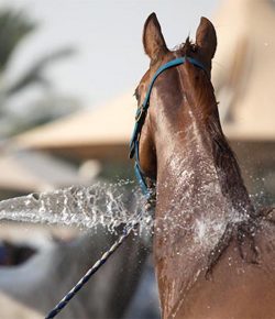 Help Your Horses Avoid Heat Stress