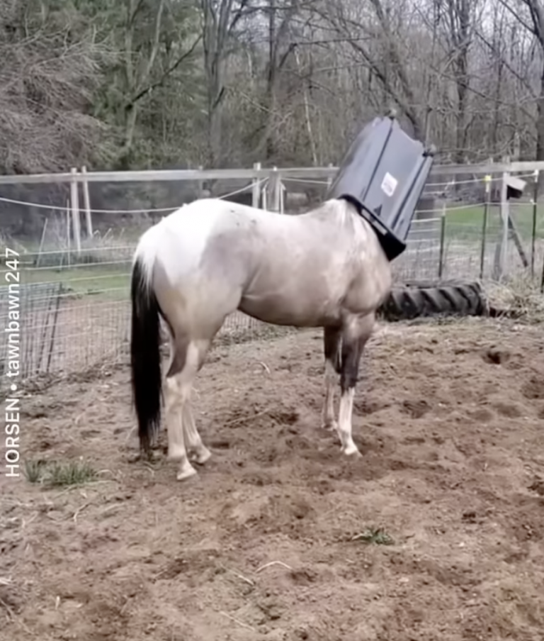 ‘Oh Crap’ Monday Trash Day HORSE NATION