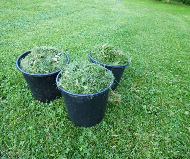 Curated visual reference: Visual Reference: Mythbuster Monday Can Horses Eat Grass Clippings