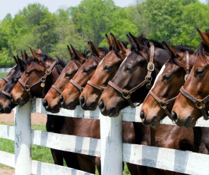 Kentucky’s Role in the Thoroughbred Industry: Examine Why Kentucky Is