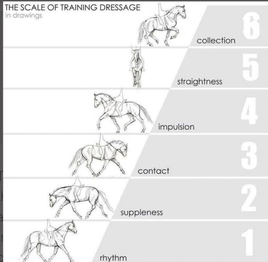 Training in the Right Way: The Training Scale, Part II | HORSE NATION