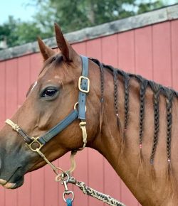 9 Things Every Horse Needs to Know