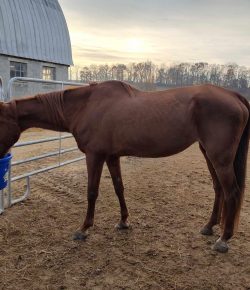 Saving Fern: Packing on the Pounds