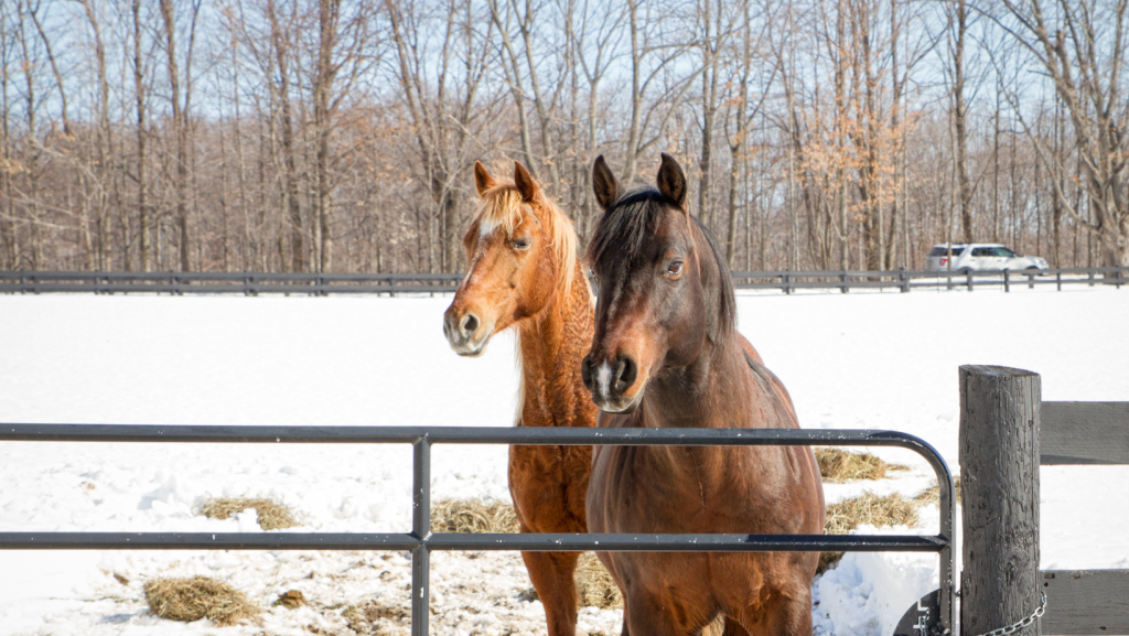Winter Vitamin E Deficiency, Presented by Kentucky Performance Products HORSE NATION