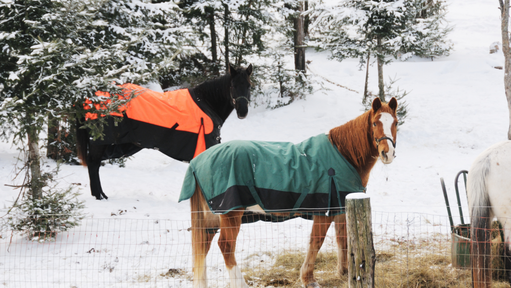 Winter Vitamin E Deficiency, Presented by Kentucky Performance Products HORSE NATION