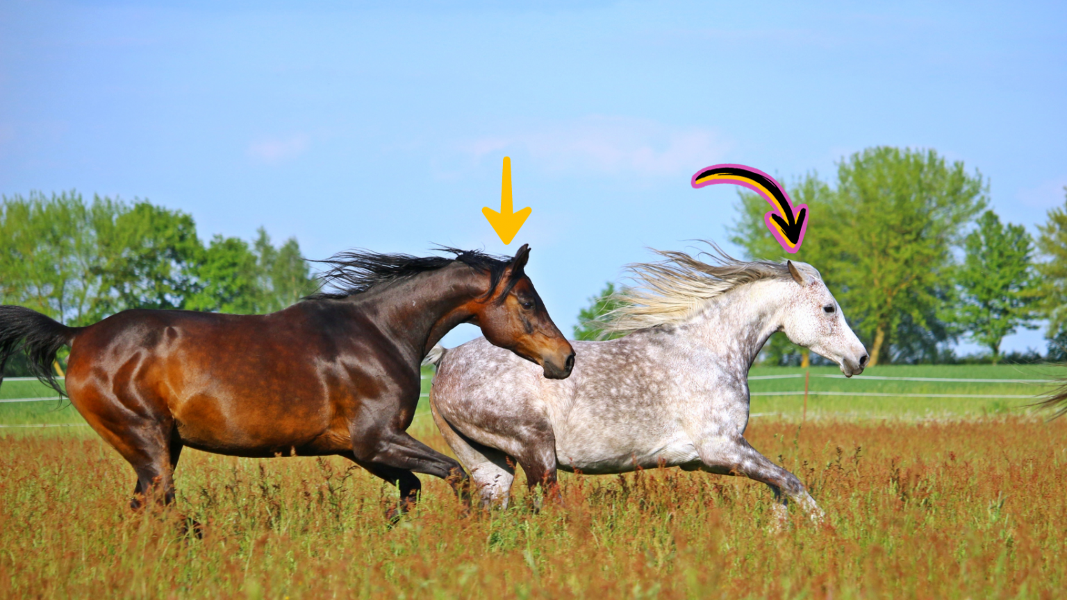 2024 Horse Nation Gallop Poll Tell Us About Yourself! HORSE NATION