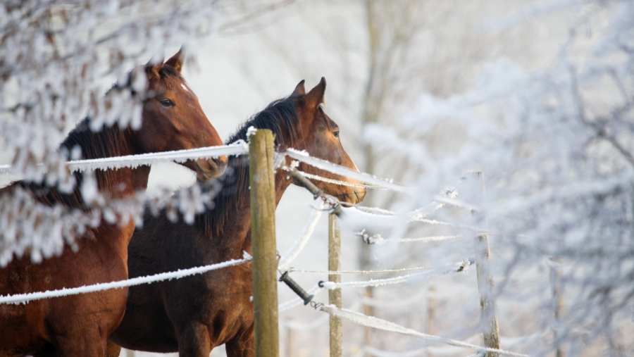 Keeping Horses Safe on Icy Ground, Presented by Kentucky Performance Products HORSE NATION