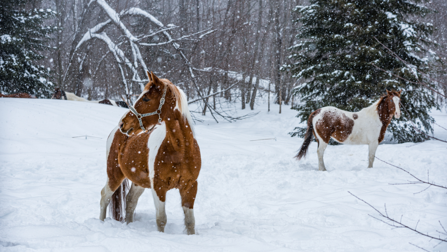 SmartPak Monday Morning Feed When to Blanket HORSE NATION