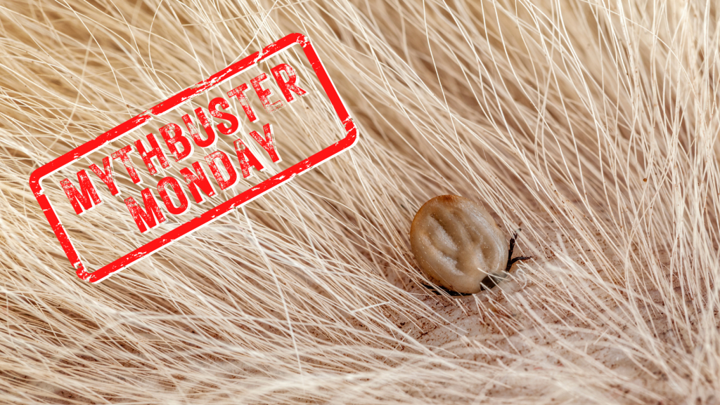 Mythbuster Monday Can Lyme Disease Be Cured? HORSE NATION