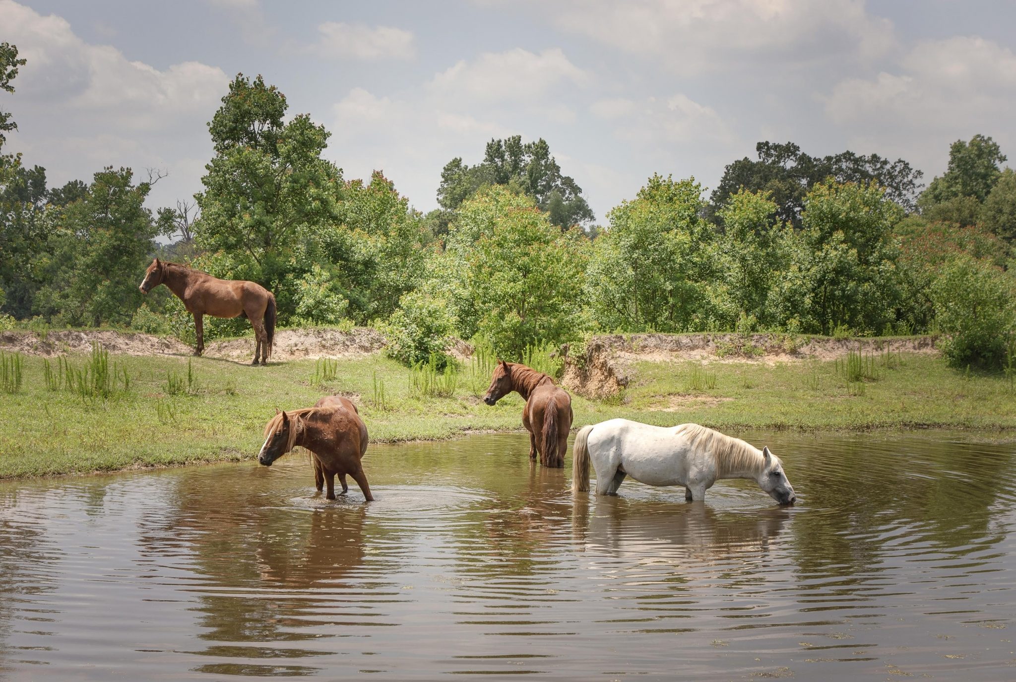 The Kisatchie Wild Horses of Louisiana HORSE NATION