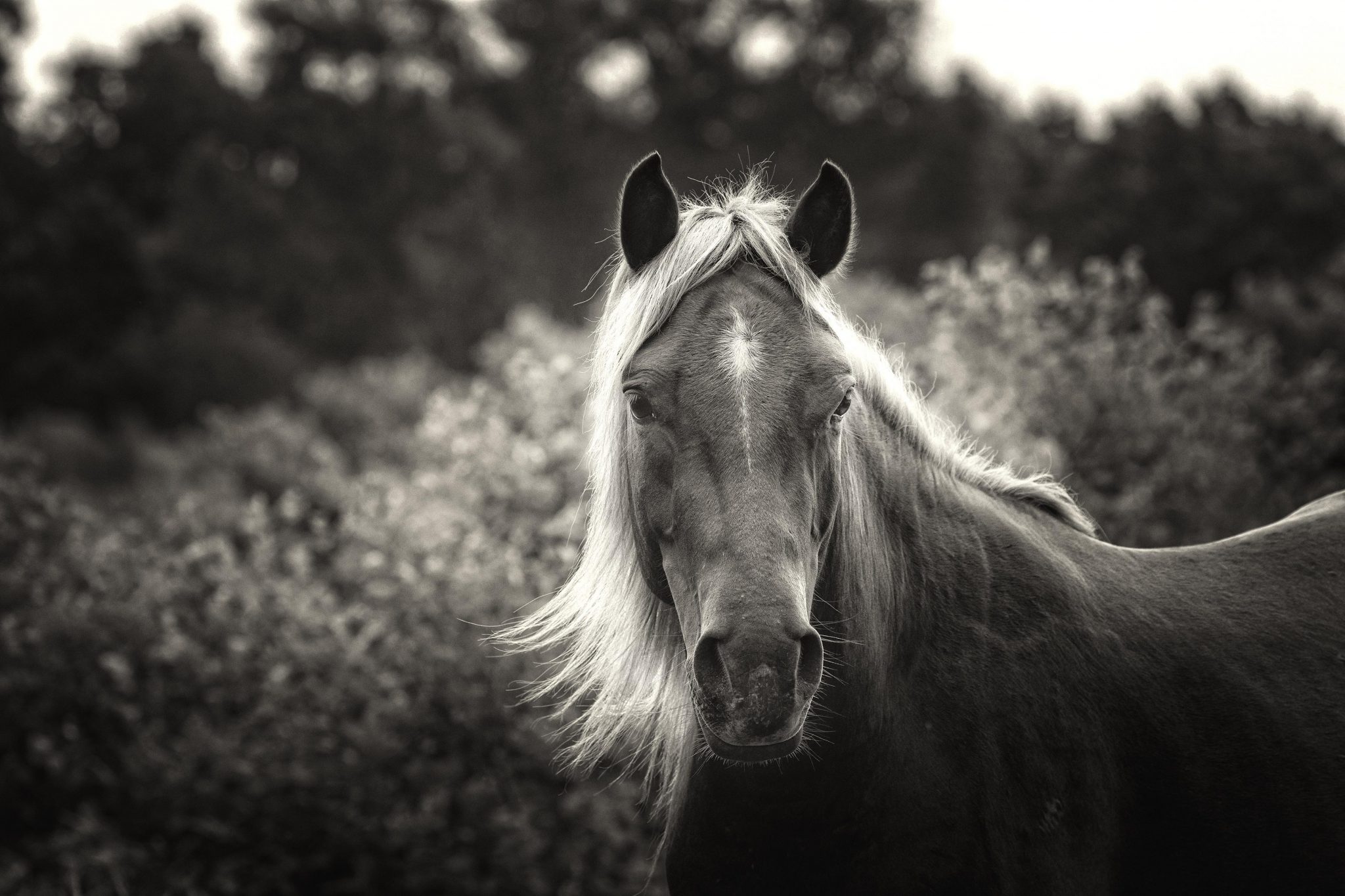 The Kisatchie Wild Horses of Louisiana HORSE NATION