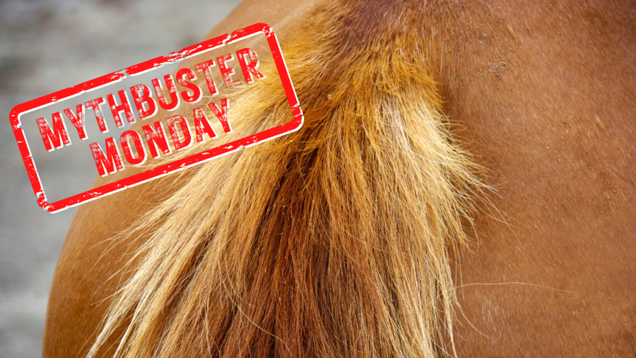 Mythbuster Monday Irritated Udders Can Cause Mares to Rub Their Tails