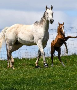 Reader Photo Challenge: Foals