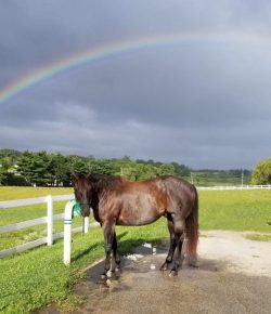 Reader Photo Challenge: Bathed Horses
