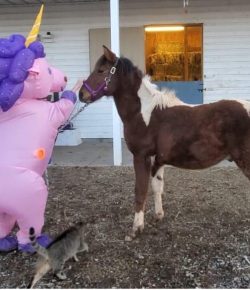 Reader Photo Challenge: Desensitized Horses