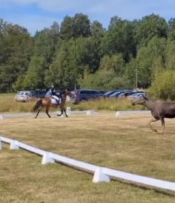 ‘Oh Crap’ Monday: Dressage in Sweden