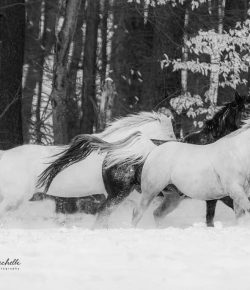 Reader Photo Challenge: Black and White