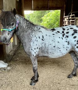 Reader Photo Challenge: Ponies