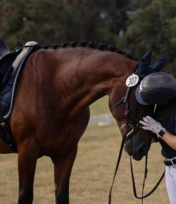 Reader Photo Challenge: Helmets
