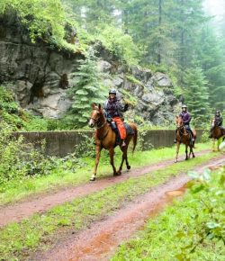 Reader Photo Challenge: Trail Horses